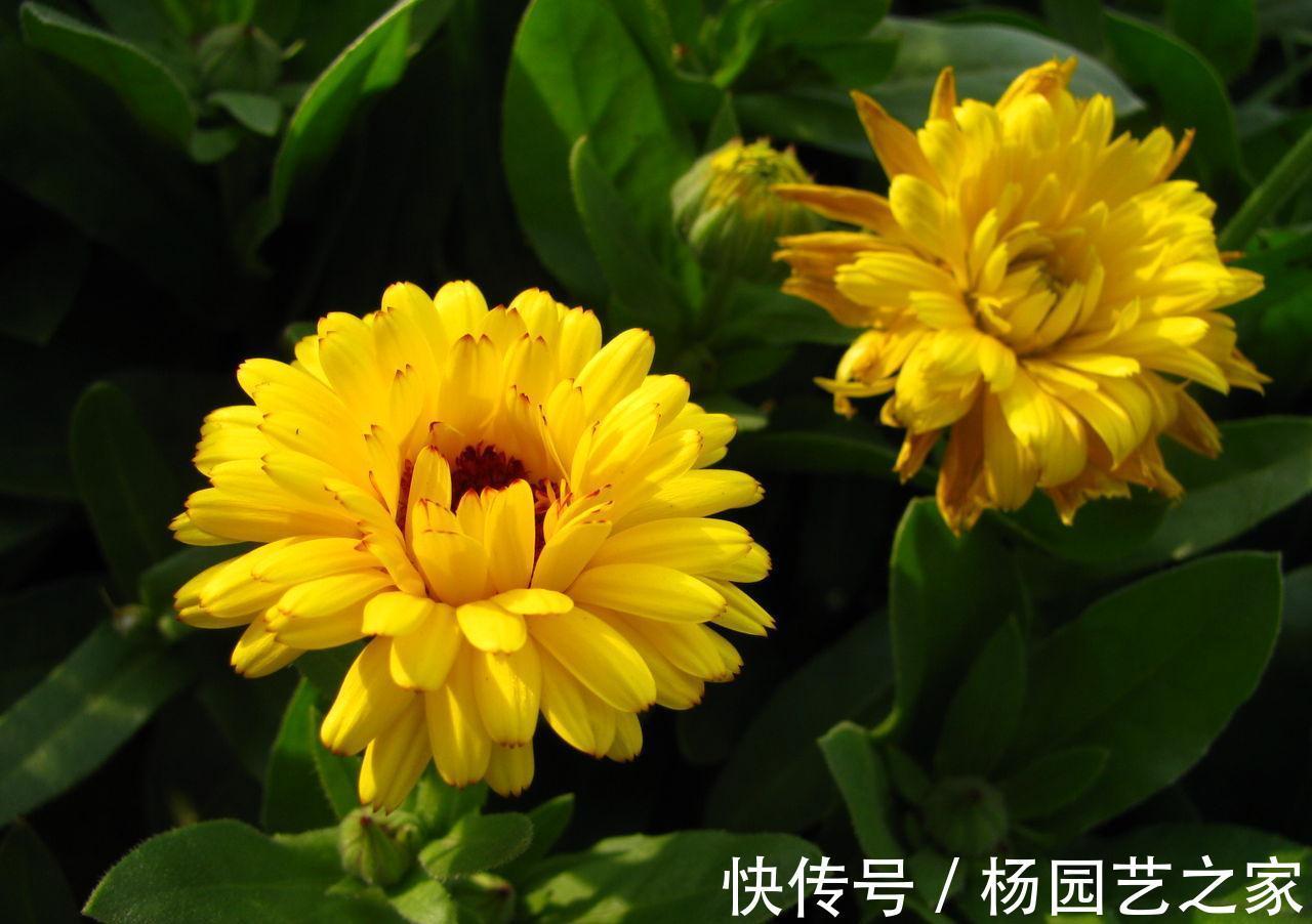 养花试试这几款,每天保持6小时以上的光照,特别耐热和耐暴晒