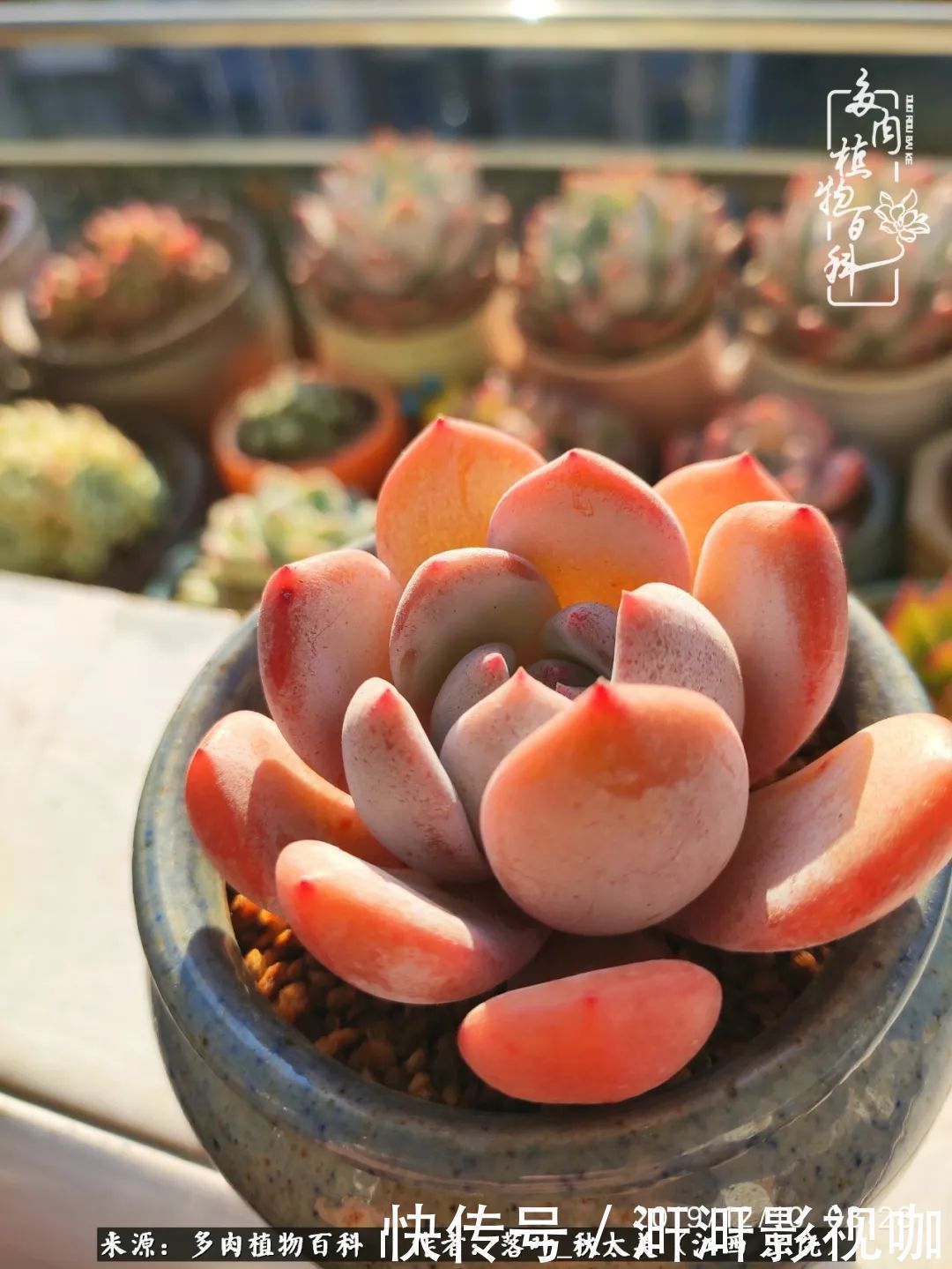 长势|为提升免疫力而养多肉植物，养肉后，体弱的我身体越来越好！