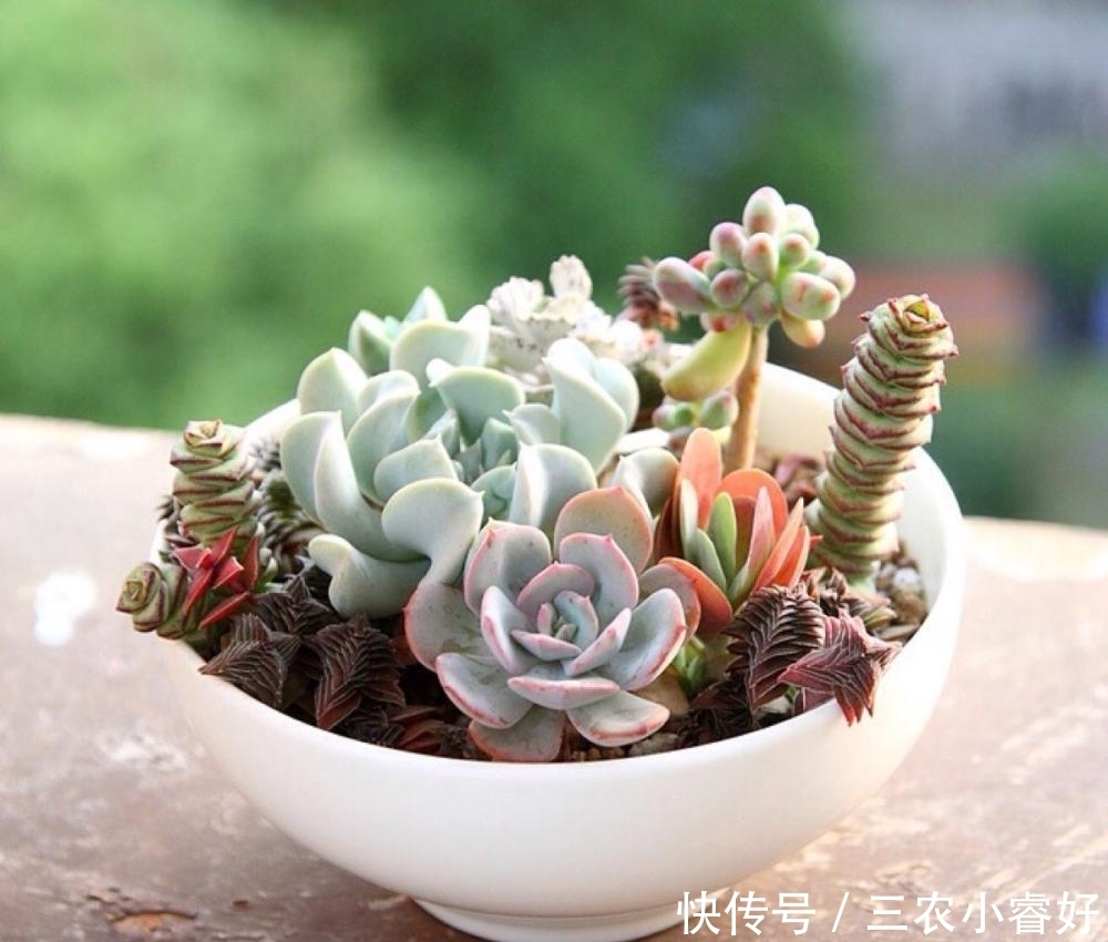 多肉|多肉植物种植技巧