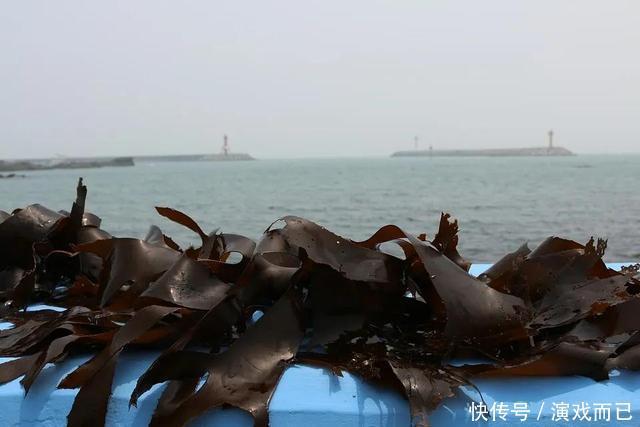 海带是个宝,常吃清脂、控压、还健脑但有个部位最好别碰