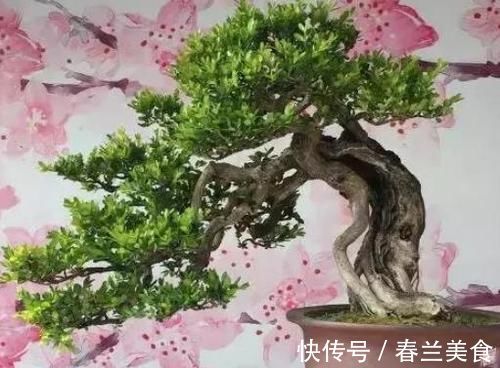 此花花香叶也香,枝叶四季常青,最适宜被修剪成盆景供人欣赏