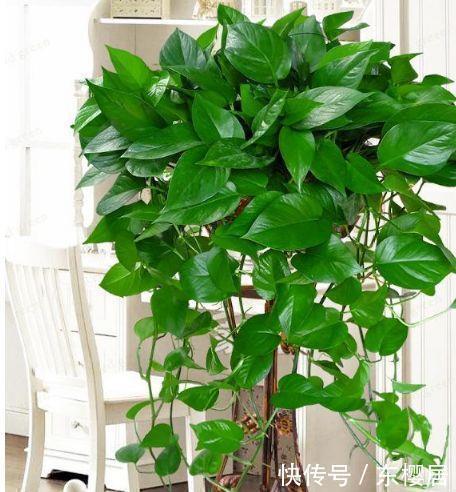 吸毒草|人养花,花也养人,4种花净化空气,杀菌去异味,家家必备!