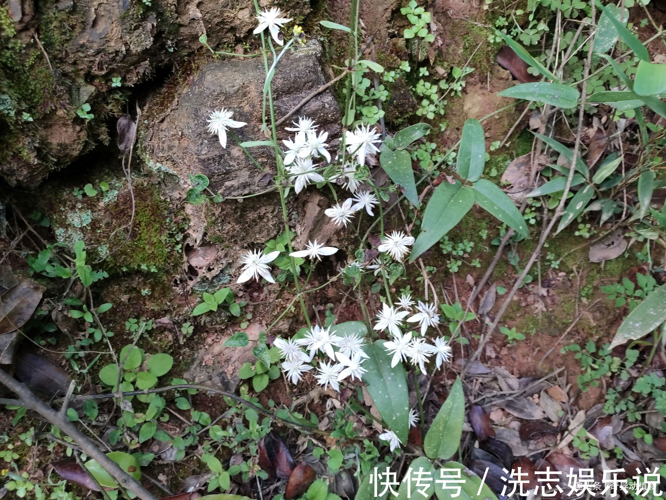 大夫|很多人看它只是漂亮的野花,而在中医眼里可是治病良药