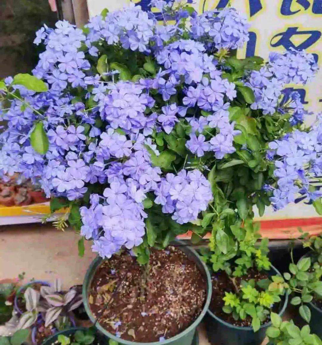 家里养了月季,花后使劲剪,越剪越开花,真省心