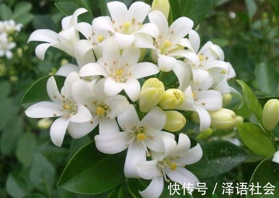 养花|养花养个花期长的,花大色艳胜玫瑰,四季开花不断,颜值超高的