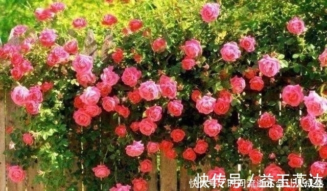 家有小院,一定要做个篱笆墙,美的世间少有!