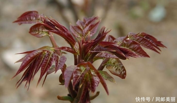 心血管|它是农村“救命草”，治心血管，清热解毒，祛毒健体，你认识吗