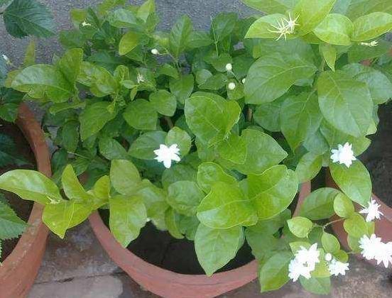盆栽茉莉取代人造香水，该如何养好掌握4点，开花又白又香