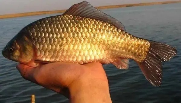 冬季如何专钓大板鲫?钓鱼高手的4个绝招赶紧收好,保你钓的爽!