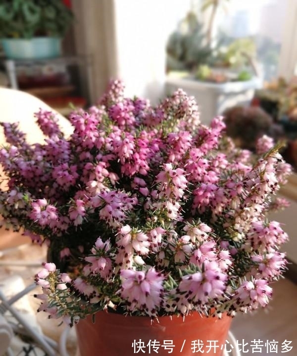 3种“贵族花”,盆盆价值几百元,颜值虽出众,但真不舍得买!