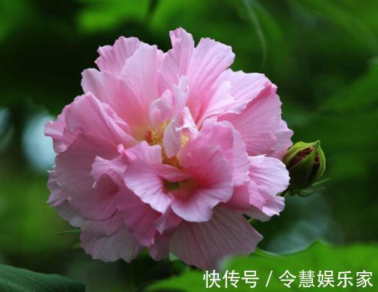 菊花|喜欢菊花,不如养株“优良玫瑰”香云,似香云腼腆,花开艳丽!