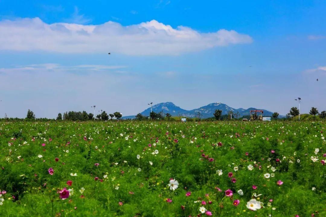 格桑花开了，让我们在临沭蛟龙航空主题公园里遇见幸福