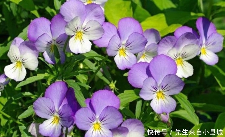 香气四溢的几款花卉,全年开花不停,养在家中香飘满屋