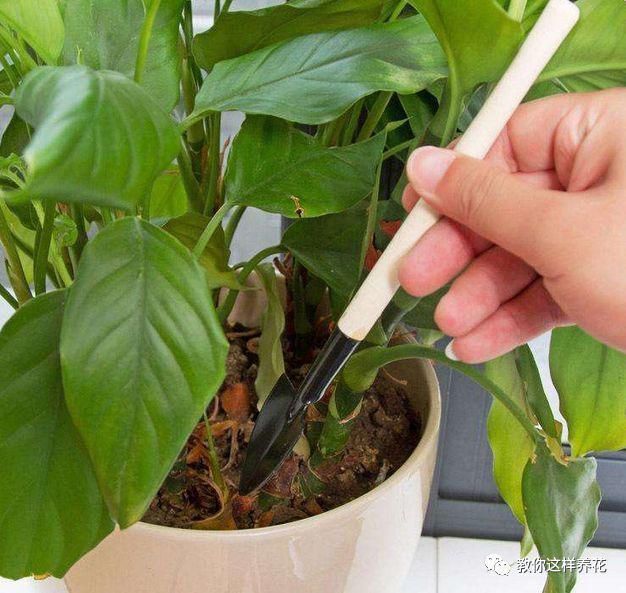 养花人|花盆里插1根筷子,解决了养花人的大难题,快试试看!
