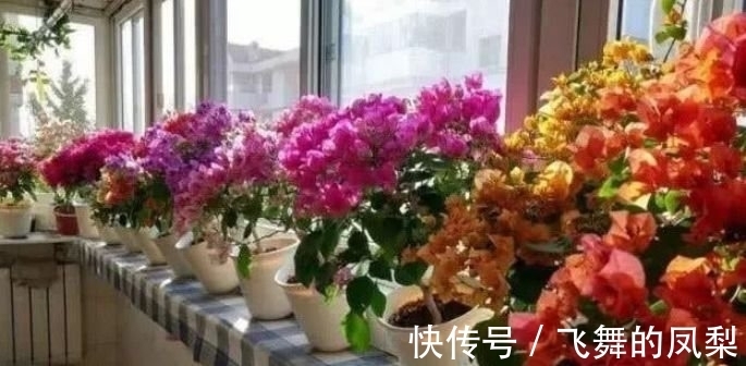 开花花|4种“好养花”,随便一养就爆盆,惹人喜爱,可全年循环开花