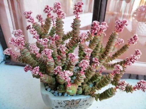 想让多肉钱串长爆盆，需要这些“技巧”辅助，你掌握了吗？