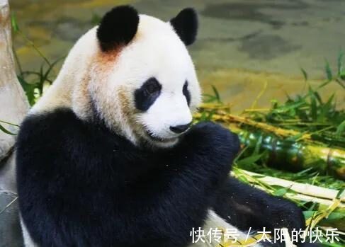 |幽默搞笑段子:一近视眼到朋友家做客