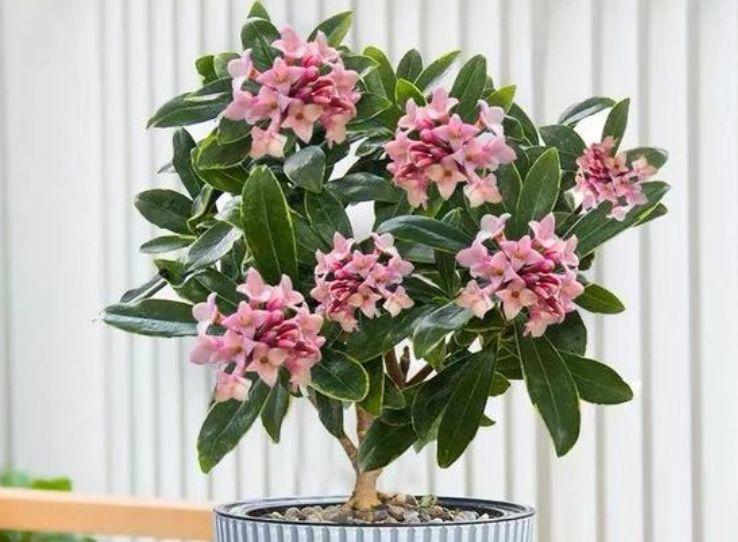 家里养上4种花，开花一簇簇，人见人爱，开成小花园！