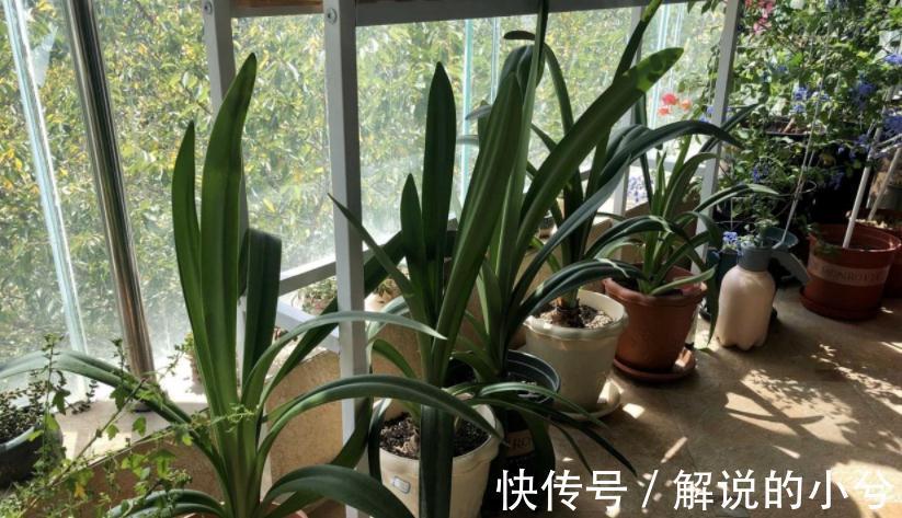 经验分享：用磷酸二氢钾养花的注意事项