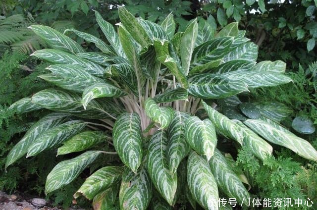 在弱光的室内就能生长旺盛的7种植物，没光照也能养好花！