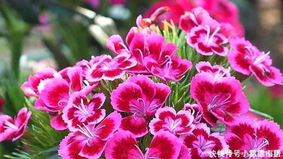 花卉市场最畅销的4种花,漂亮又好养,养几盆家里变花海!