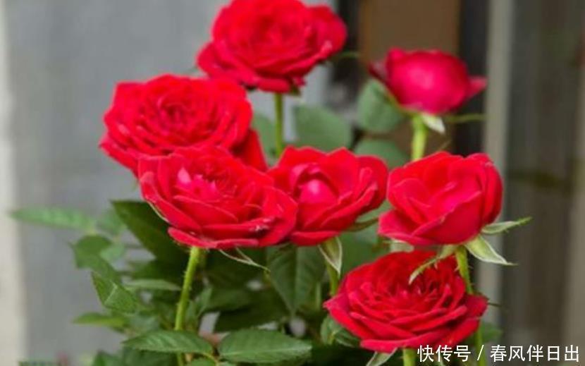 3种花最适合养客厅,花开繁盛花香怡人,花朵粉嫩丰腴,绚丽夺目