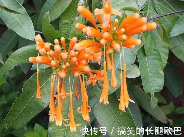 此花花姿别致,盛开时宛如火星似的炸成一片,寓意为祈祷安康