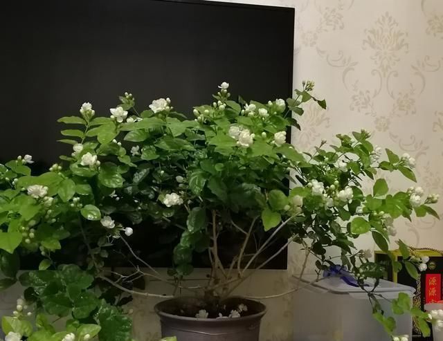 茉莉花开败后,这样剪,再施点“猛肥”,新芽不断冒,开花一茬茬
