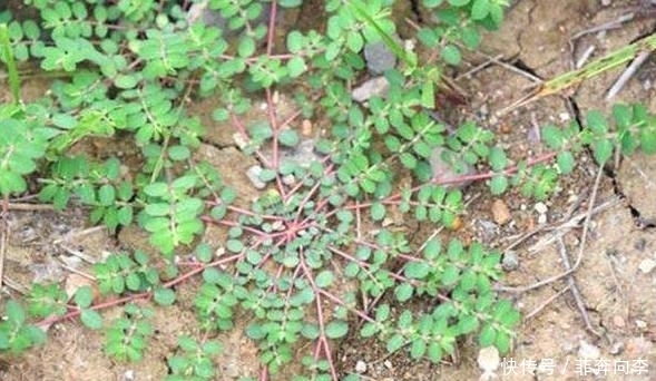 地锦草|见到''奶浆草''别拔,它能刺激血液循环,其他地区被叫做''血愁''