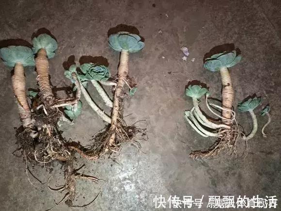 回家|垃圾桶里一堆“贵货”花,丢人也要捡,带回家就开花