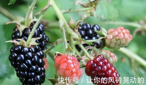 食物|会吃的人最健康,3种食物不可少,排毒养颜,身体棒棒哒!