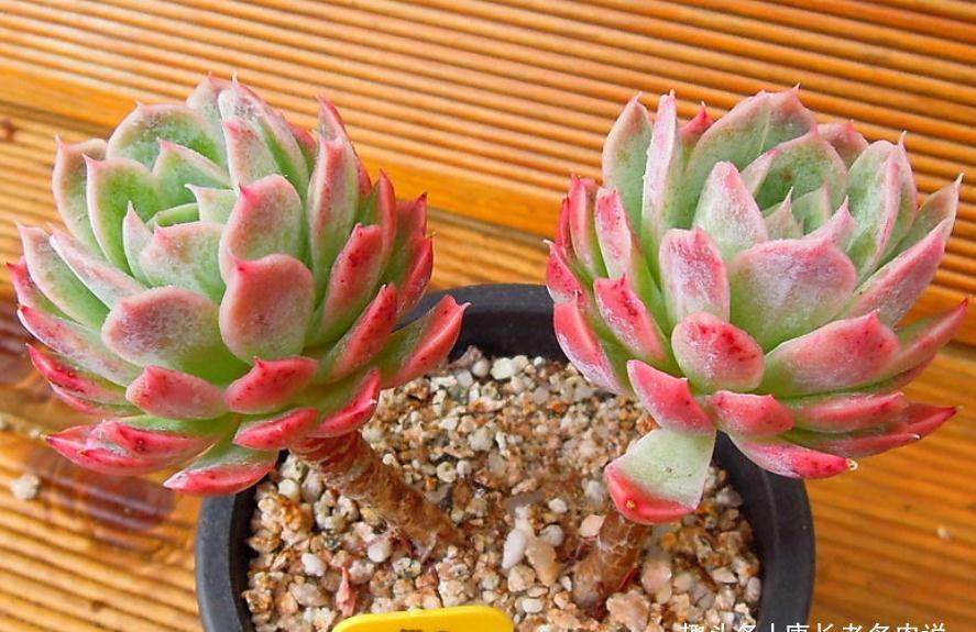 多肉蓝安娜为什么又叫火焰杯?若是你看过它最美的状态就会懂了