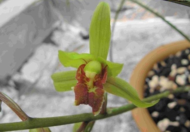 蕙兰不开花，花苞干枯，开品不好，原因只有一点没有做好！