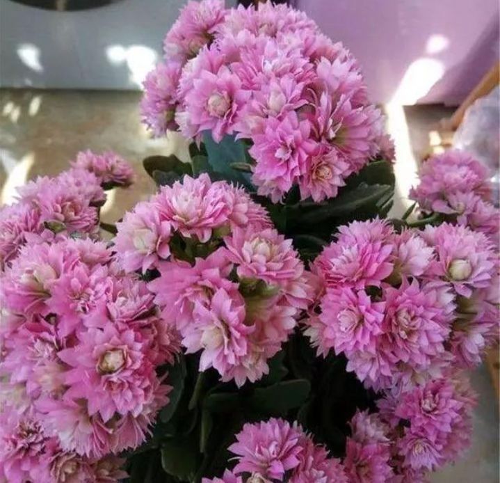 养花|养花，选些好养易爆盆的花朵，个个花开爆满盆，叶绿花美