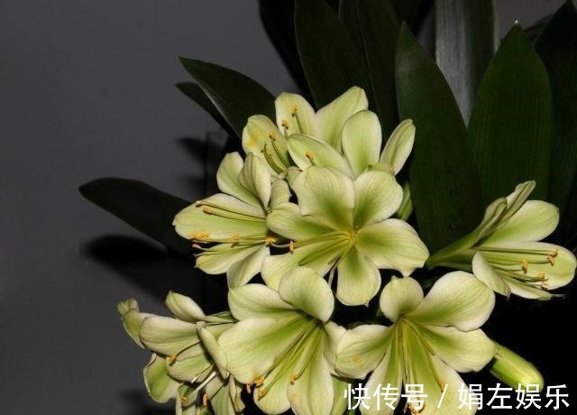 君子兰|养君子兰,经常喂点“它”,叶片翠绿花剑多,一年能开两次花