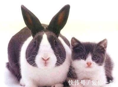 |搞笑图片幽默段子笑话：哈哈，你们两只动物长得挺像啊，不错哦