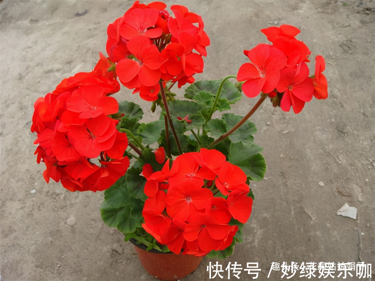 三角梅|适合秋天养的7种花,好养易活,只要环境合适,爱开花,花期长