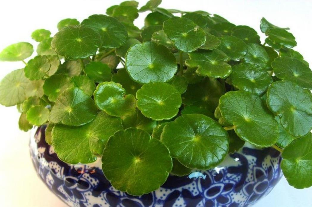 叶子|天气暖和了，6种植物别给它晒太阳，不然叶子枯黄
