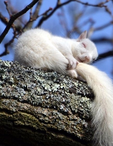 它们罕见而美丽，有的甚至需要涂防晒霜来防晒伤