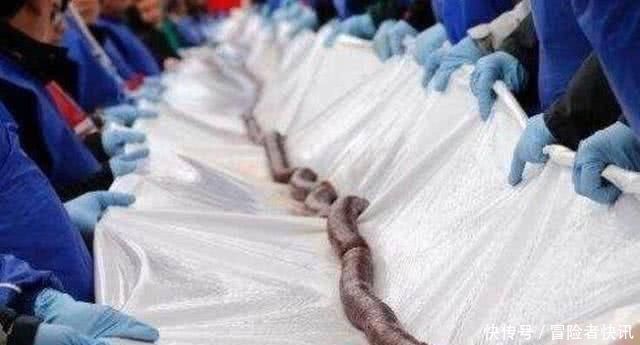 香肠|吉尼斯之最第1项世界第一长度,第3项让人看不懂,网友脑残