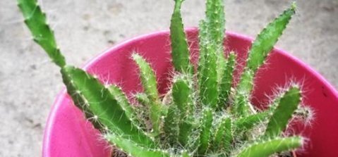 阳台|这些水果，适合在家里盆栽阳台盆栽上几盆，一年不用买