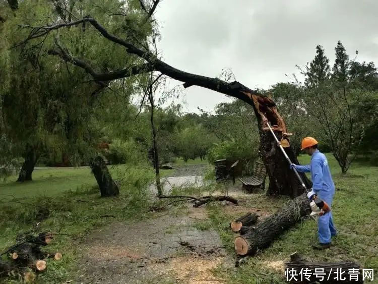 共青森林公园|明起陆续恢复开放