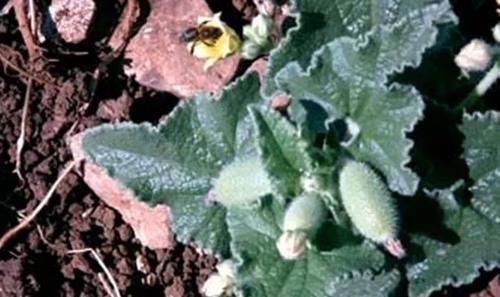 農(nóng)村叫“噴瓜”的植物,是天然“瀉下劑”,遇見別摘它