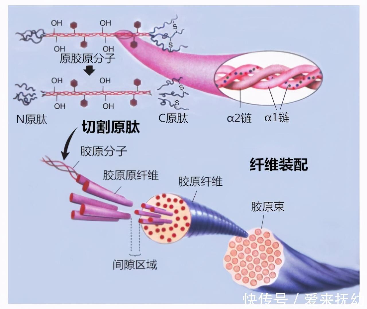 女人|胶原蛋白7大护肤功能，都说女人要内调外养，你调理对了吗？