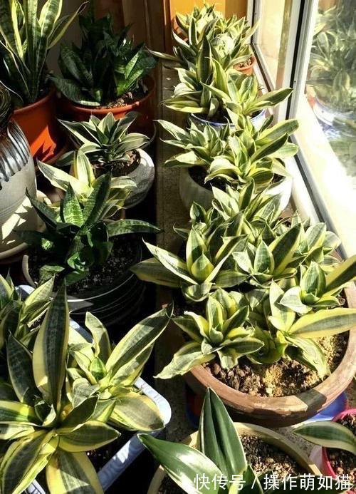 虎皮兰在冬天,处于“虚弱期”,避开3个休眠坑,一年能爆一大盆