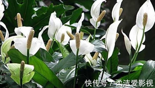 招财树|这几种花儿既漂亮又好养,寓意又吉祥,养在家中,何乐而不为呢?