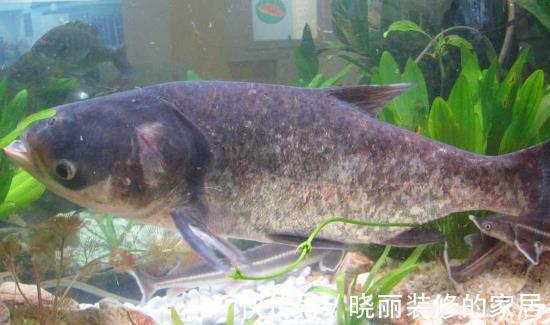 鲫鱼|家喻户晓的“四大家鱼”也有人能答错？这四种鱼才是，别再搞错了