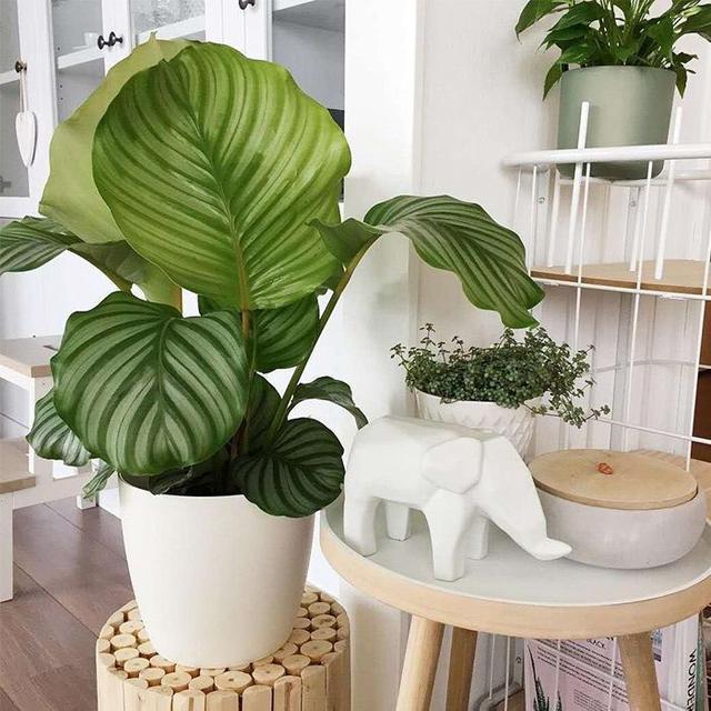 五种盆栽,自带高贵气质,在家摆一盆,格调高,人人夸你眼光好