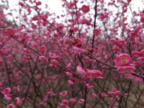 太美了！梅花开了，春节又多了一处好玩地！