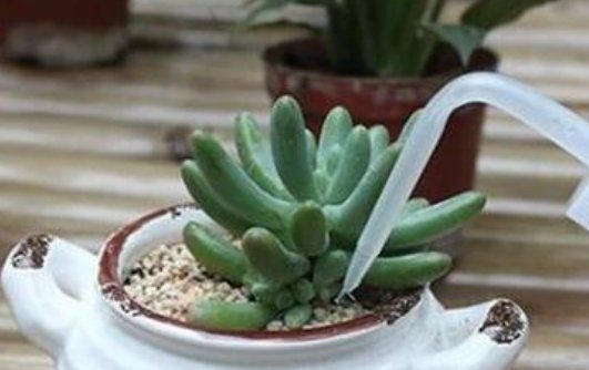 休眠|想要养好多肉,不要盲目“做傻事”,新手要避免掉,就能少踩坑